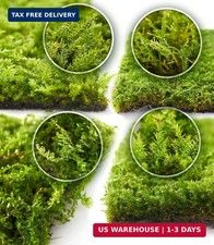 Live Moss 4-Pack for Terrariums,Potted Plants  Floral Decor  Random Varieties,