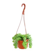  Burro's Tail Hanging Succulent, Sedum morganianum, Fully Rooted Burros Tail