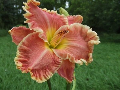 LONG LIVE THE QUEEN DAYLILY, Big Wide Yellow Bubbly Edge, Rebloomer, DF