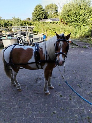 Fahrgeschirr Shetland / kleines Pony passend bis 10hh weiches Leder Farbe schwarz