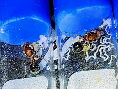 Queen Ant Pogonomyrmex bicolor Feeder Insects Only.