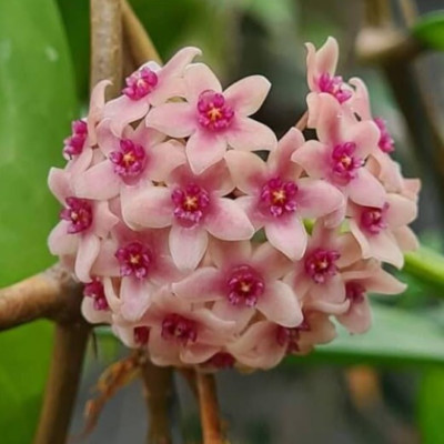 Hoya Hanhiae Pink Plant 4'' Pot Random+Phytosanitary Certificate