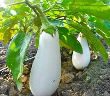 160x Aubergine Italian White Casper Seeds - Vegetable