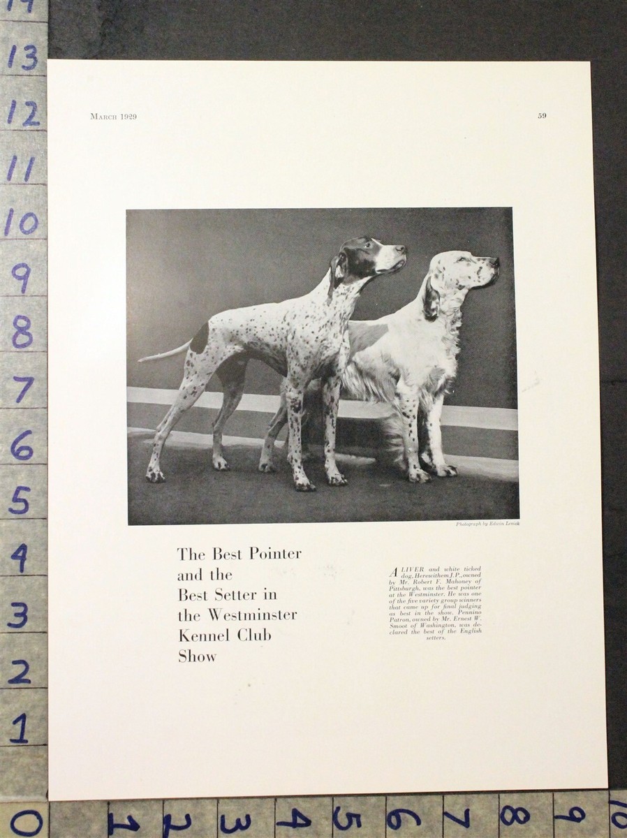 1929 DOG BREED CANINE WESTMINSTER SHOW KENNEL SETTER POINTER AD