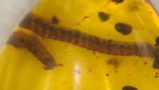 Curled Millipede in Burmese Amber Fossil Gemstone from Dinosaur Age