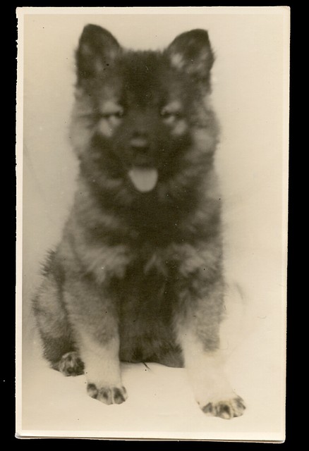 black keeshond
