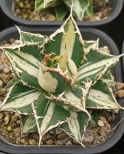 Pot 8.5cm Rare Cacti Agave titanota werewolf Mediopicta Variegate Random Decor