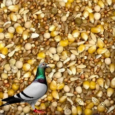 Pigeon Mix Feed 12 % Protein For Pigeons Dove Birds Reusable Bags BULK SALE