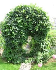Hops, Humulus lupulus, Perennial Vine Seeds