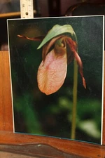 Vintage 8x10 Photo  W. Beebe East Tennessee Flower Trillium 