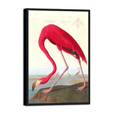 Black Framed Wall Art American flamingo by John James Audubon Reproduction Art