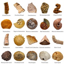 Natural Small Fossil Teaching Specimens Teeth Brachiopod Spines Ammonites Plant