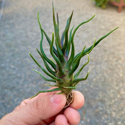 Bulbosa Tiny Dancer Air Plant (Super Rare Cultivar) | eBay 