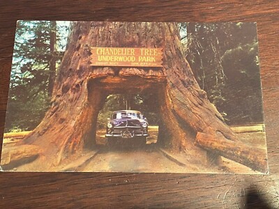 Vintage Chandelier Tree with Old Car Driving Through Tree Postcard