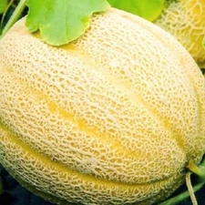 Hales Best Jumbo Cantaloupe Seeds | NON-GMO Cantaloupe Seeds |  Heirloom Seeds