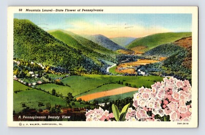 Postcard Pennsylvania Mountain Laurel Flower Landscape 1940s Posted Linen