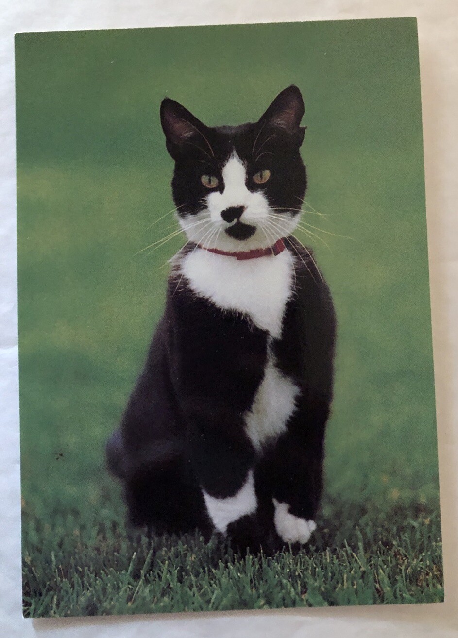 Socks America's First Cat Postcard (F1)-image