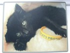 Brite-Mat Mouse Mat - Corby Cats Protection Exclusive Kitten Picture 24cm x 19cm
