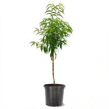 5 Gal. Sam Houston Peach Tree