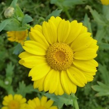 Wild Yellow Daisy, organic seeds, Corn Marigold, biennial, British Wild flowers