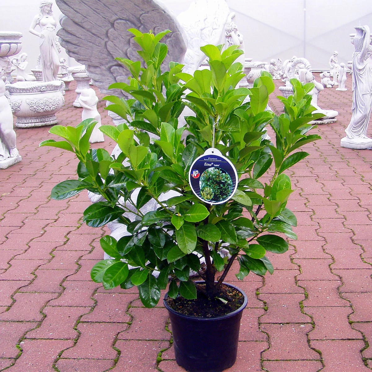 philodendron erubescens dark lord Philodendron 'Dark Lord' | Plants main image 0