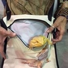 Bearded Dragon Pet Carrier Tote Reptile Lizard Bag Purse Small Animal NEW USA