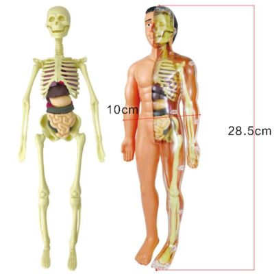 Skeleton Organ Anatomy Model Teaching Tool 3D Human Torso Model