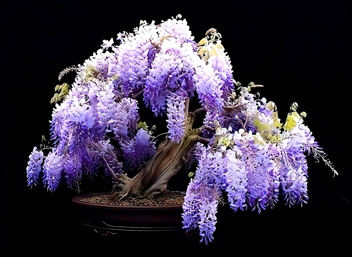 bonsai tree shop near me Bonsaify