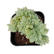 Echeveria 'Pansy' Crest Succulent Plant