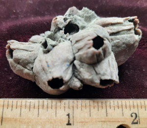 Balanus Fossil Barnacles Cluster from Virginia Fossils Miocene age