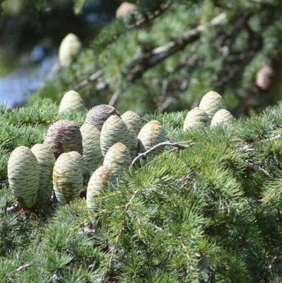 Cedrus libani ssp. stenocoma 10-30cm | Cedar of Lebanon | Turkish cedar - Cedar