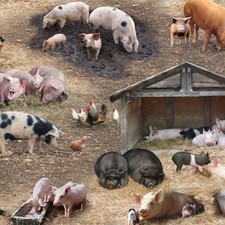 Pig Fabric Farm Animals Pigs 100 Cotton From Elizabeth's Studios