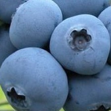 Biloxi Blueberry Plant Live Starter Early Fruit Heat Tolerant Bush