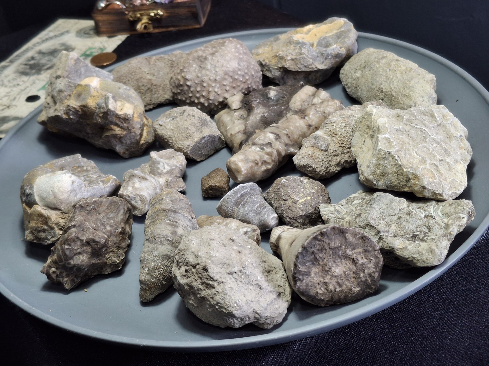 3lb Michigan Gems Best Fossil Lot Devonian Great Lakes USA Fun Specimens 