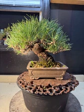 Japanese Red Pine, Bonsai Tree.  Outdoor Evergreen. Shohin