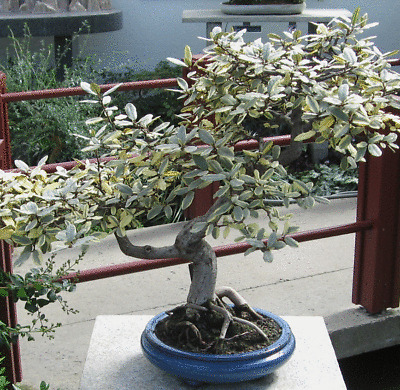 100 stk Ingwer Samen Balkon Topfpflanzen Bonsai Pflanzensamen Vier Saison N N0U1 