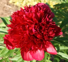 3 Karl Rosenfield Double Peony Live Perennial Cranberry Red Flower Bulb Plant  