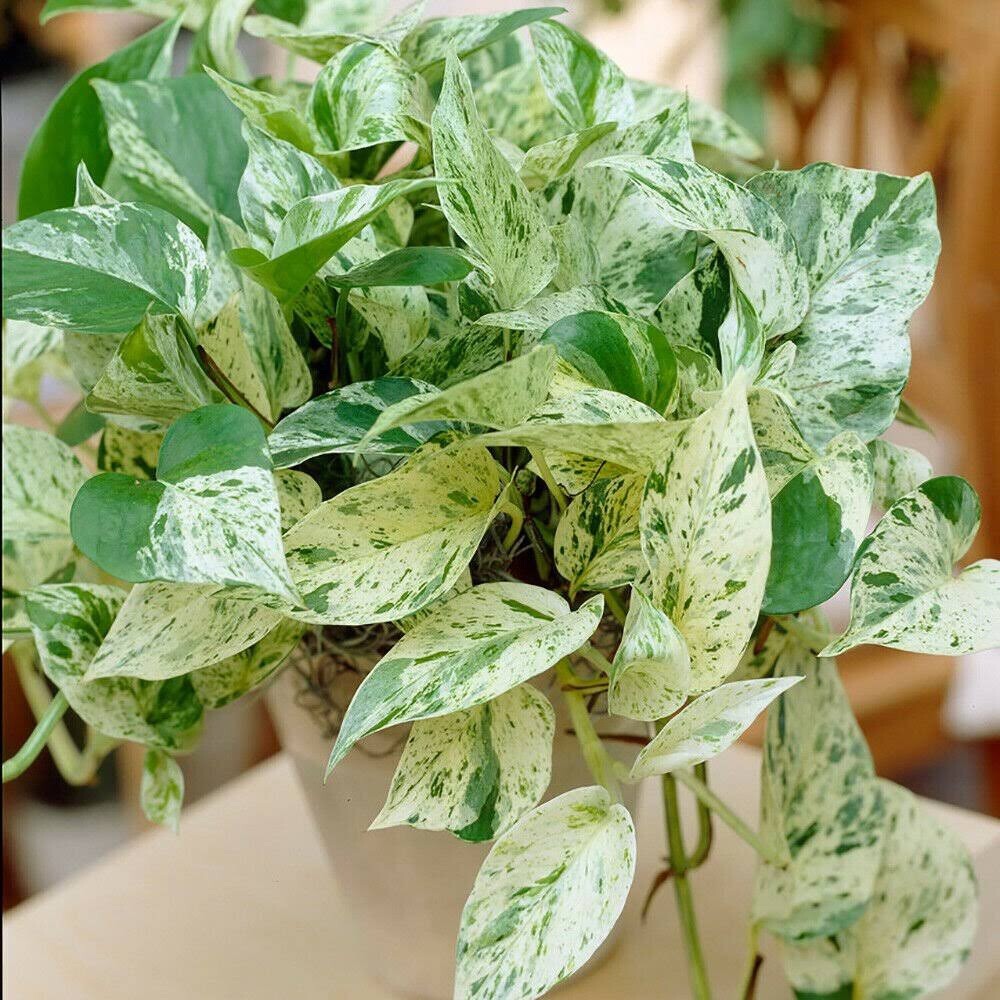 Snow Queen Pothos plant 3 cutting | eBay