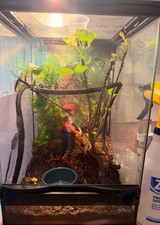 Chameleon, Plants, Terrarium and Accessories