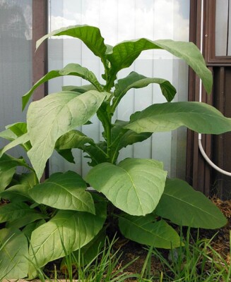 tobacco seeds ebay 1000 Silk Leaf Tobacco Seeds ~ Heirloom Non-GMO Nicotiana Tabacum - Mild  Flavor
