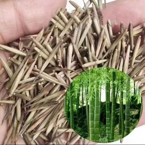100 x Moso Bamboo Seeds. Phyllostachys Edulis Pubescens Giant Hardy Bamboo - Picture 7 of 12