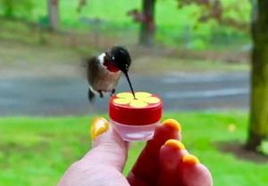 Single Hum Button Mini Hand Held Hummingbird Feeder Nifty Thrifty
