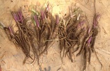 250g ORGANIC COW PARSLEY ROOT, x15+ established healthy plants