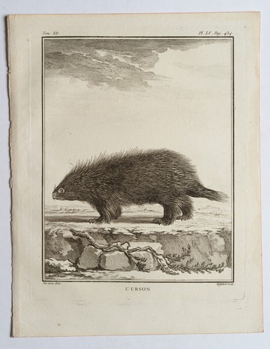 BAQUOY (*1721) nach SÈVE (*1742), Darstellung eines Stachelschweins, um 1770, KS - Bild 2 von 5