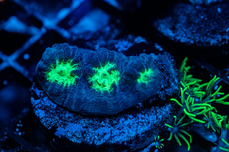 WYSIWYG Blue Encrusting Chalice coral