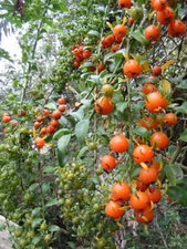 EXOTIC FRUIT CACTI Pereskia aculeata gold cactus plant vine climber  4" pot G