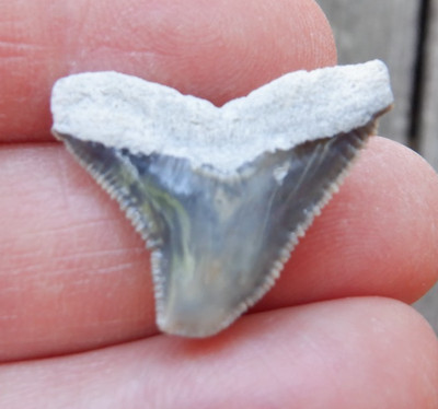 Big Rare AURORA NC Fossil CARCHARHINUS DUSKY Shark Tooth LEE CREEK megalodon 07