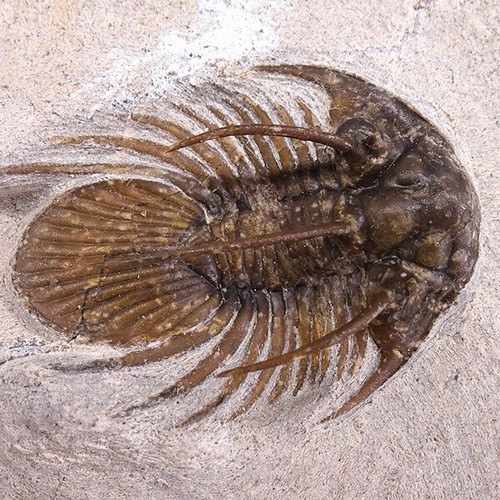 TRILOBITE Kolihapeltis chlupaci hollardi - Imagen 6 de 6