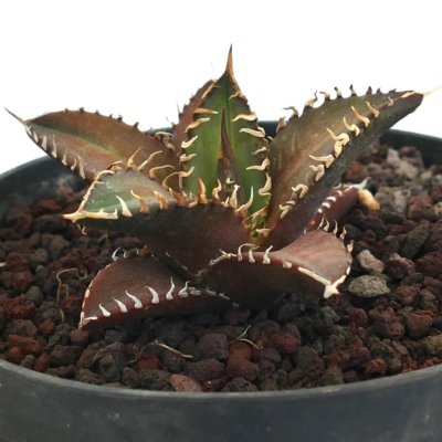Agave titanota cv RED CATWEAZLE 4-8cm - - oteroi NO Agave titanota cv RED CATWEAZLE 4-8cm - - oteroi NO