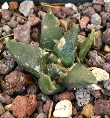 Ariocarpus retusus X Ariocarpus trigonus -
